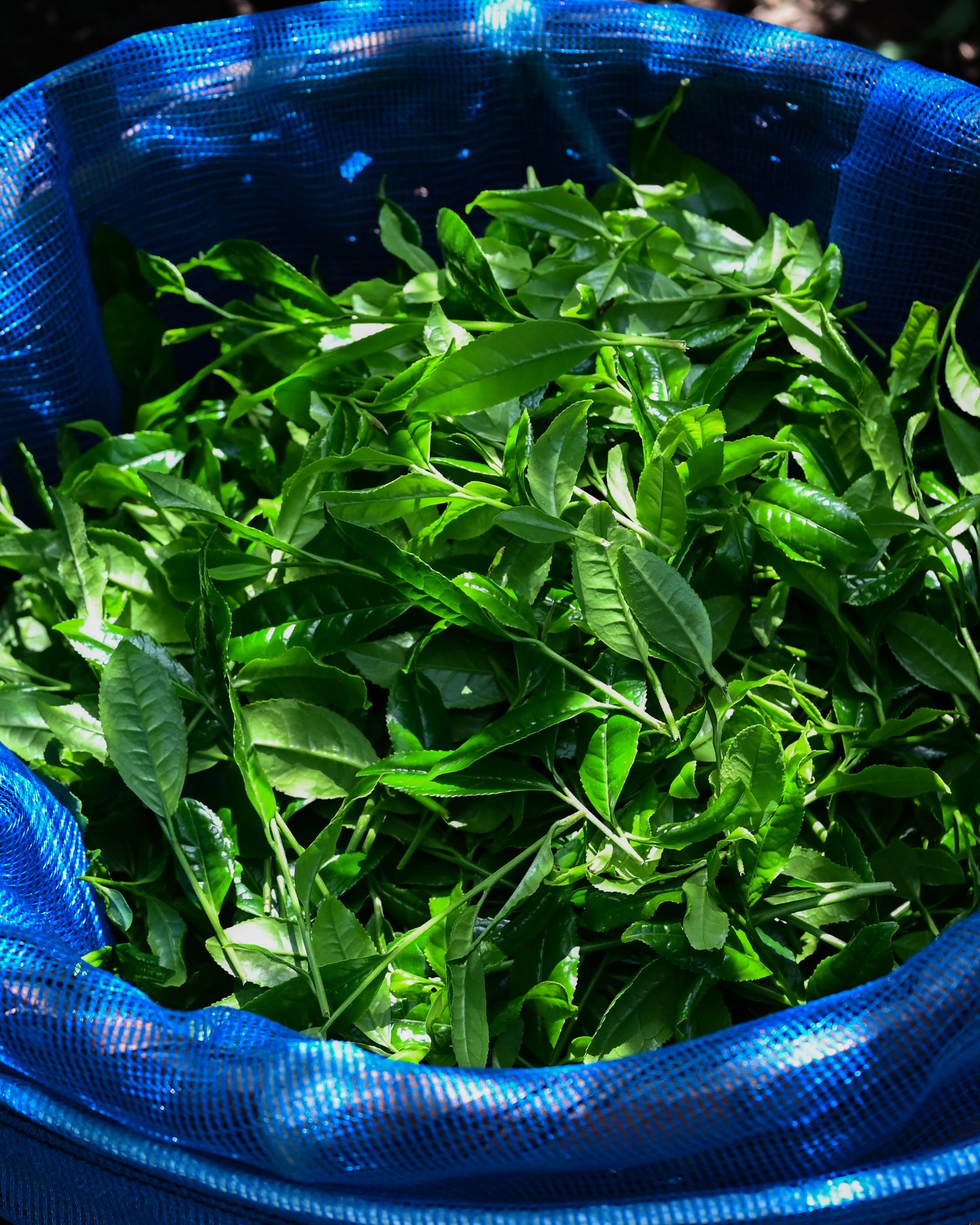 Matcha Ritual Workshop