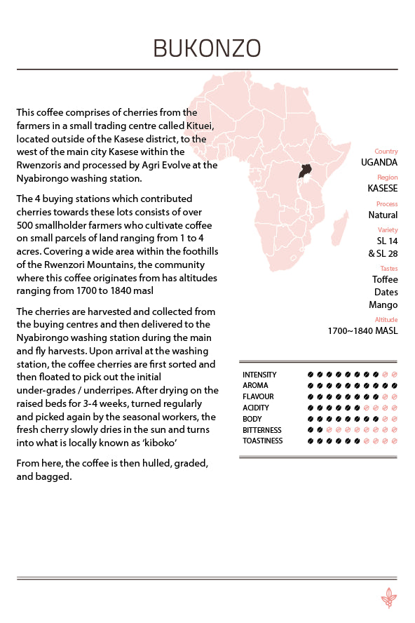 Description of Bukonzo coffee with toffee, dates, and mango notes, grown at 1700-1840 MASL and naturally processed.