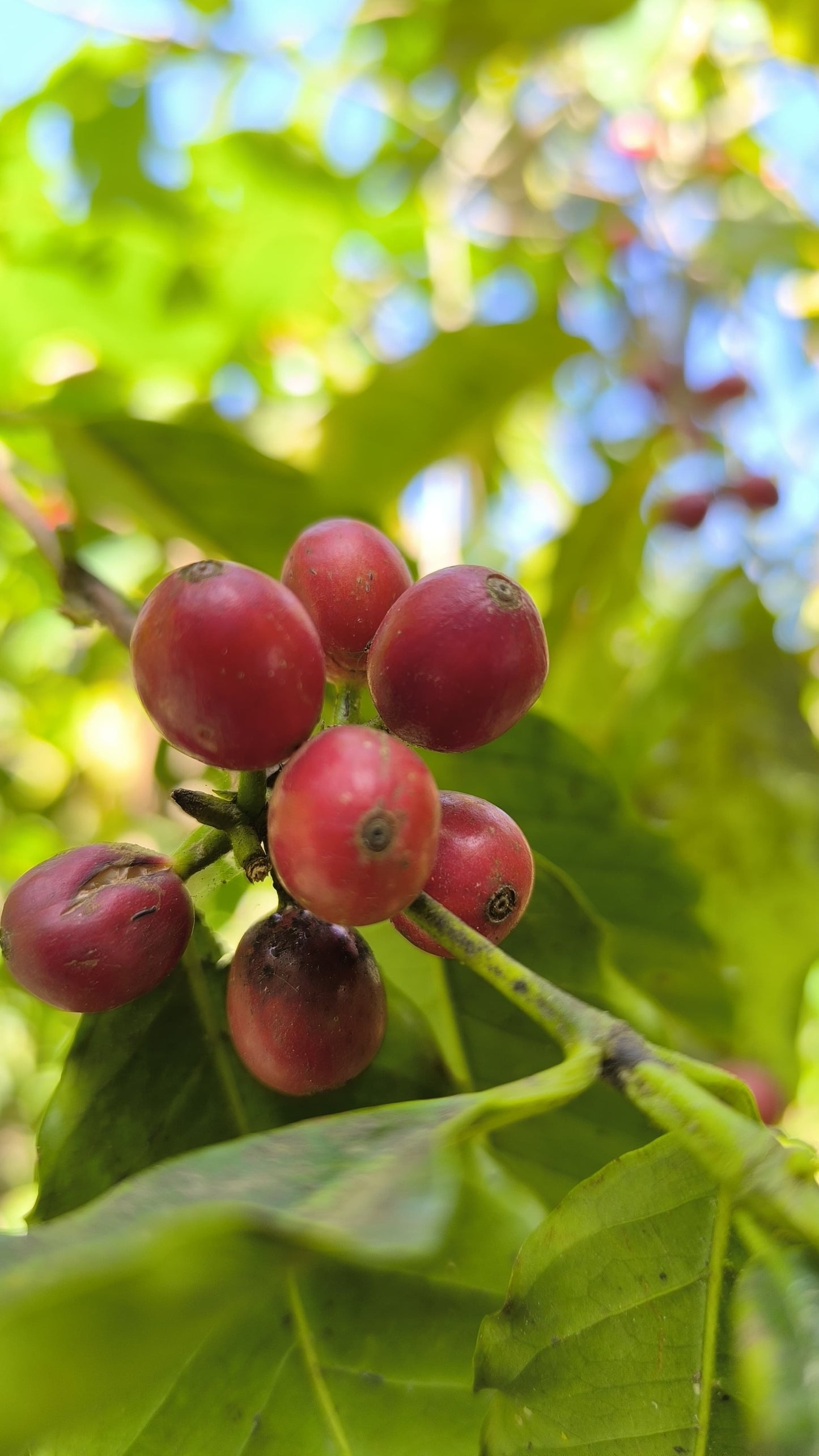 BURUNDI - YANDARO