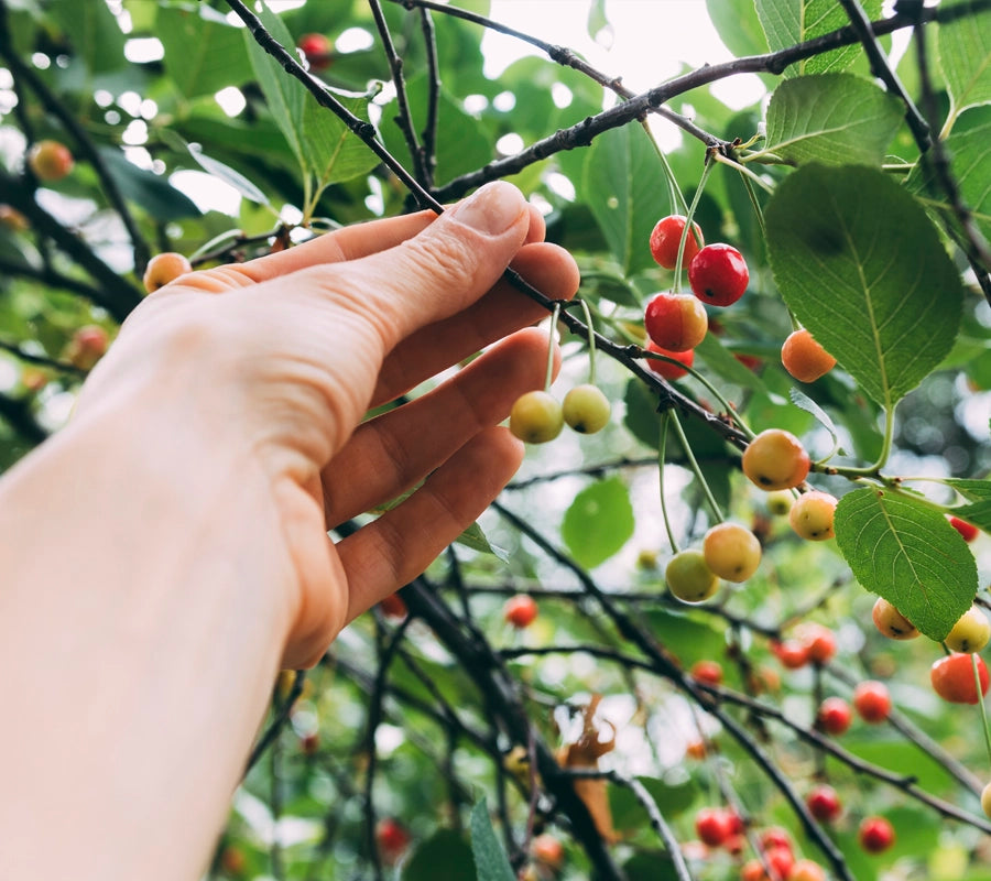 Hand carefully picking ripe and unripe coffee cherries from a coffee plant branch, representing sustainable coffee farming.
